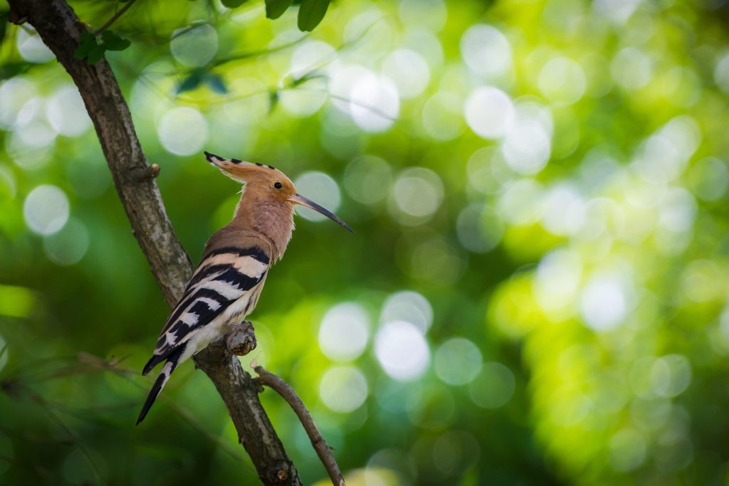 Wiedehopf auf einem Ast im grünen Wald – Symbol der Hoffnung und Naturverbundenheit bei Dakawo